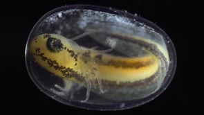 Becoming: Development of a Salamander Embryo – Jan van IJken (2018)