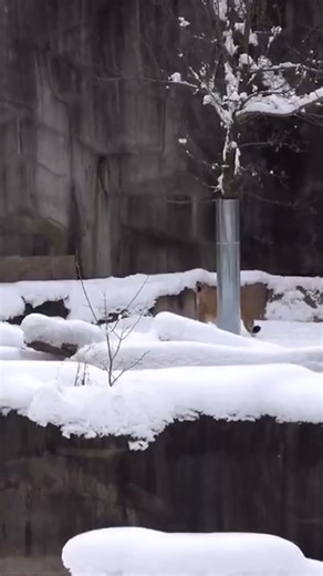 Lion sisters play in snow at Milwaukee County Zoo