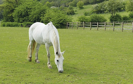 8 essential tips to help keep your horse cool when temperatures soar