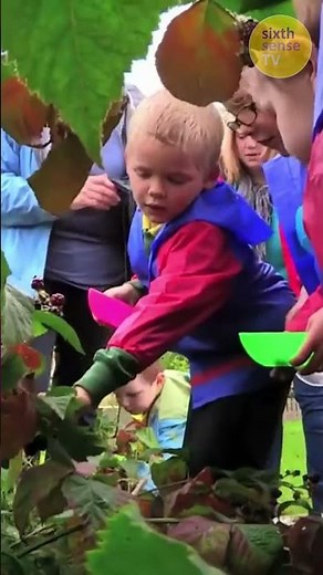 Apples and Blackberries Search | Time For School | CBeebies #school #timeforschool
