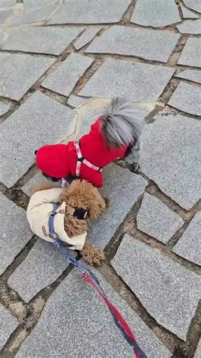 텐션 up up ,쪼꼬미들 🎆