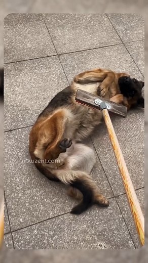 He likes it😄 👉 Follow @gsd_usgrowing to watch more amazing GSDs clip 😊 🙏 Big thanks to all our amazing followers! Don't forget to use code GOLDEN20 at checkout for 20% off your order on @nowzentcom! 🛒✨ (link in bio) • • • • • • #nowzent #gsd #gsdpuppy #babies #dogandbaby #gsddaily #gsdlove #gsdofinstagram #shepherd #germanshepherd #germanshepherddog #germanshepherdworld #gsdlovers #dogoftheday #instadog #petofinstagram #petlovers #instagsd | GSD Lover Community