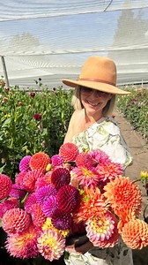 6.2K views · 278 reactions | Adene's @ The BIG RED barn in IRENE  Gauteng thank you soooo much for all the people visiting us  We appreciate it so much. Here's a video to show you our beautiful farm with 30 000 dahlia plants & hydrangeas & seasonals  We have lots of amazing SPECIALS - picking 15 flowers starting from R150  The weather is so lovely - come visit us soon  Video by: | Adene's farm flowers | Facebook