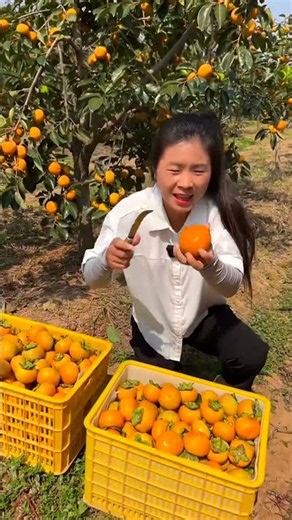 HappyRuralHarvestSeason# The crisp persimmons are ripe!