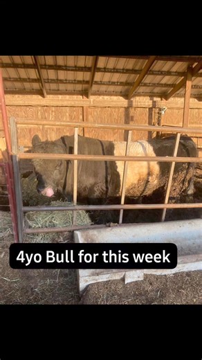 I’m planning on bringing this belted Galloway bull on Thursday he is four years old proven breeder keeping heifer calves out of him I bought him as a calf from you guys thanks | Midwest Exchange Regional Stockyards