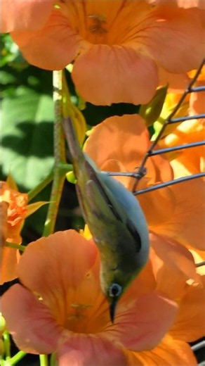 綠繡眼、凌霄花 台北植物園 鋼琴--理查克萊德門--水邊的阿..