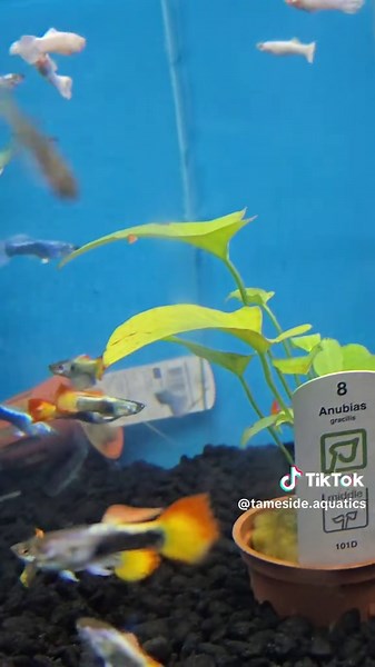 Tameside Aquatics Fish Shop🐠 (@tameside.aquatics)’s videos with Originalton - m