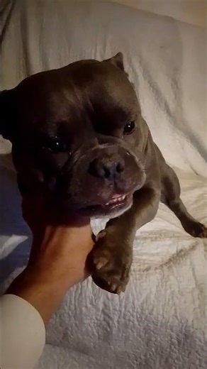 American Bully poket2 🐶🐕🐶😘#americanbully#beautiful#puppy#love#pets#cute#funny#perros