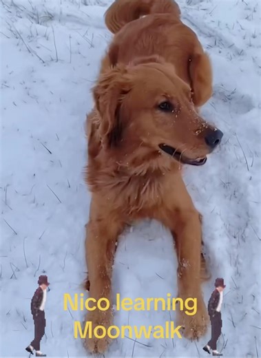 Nico learning moonwalk by Michael Jackson #goldenretreiver #dog #moonwalk #billiejean #dance #puppy