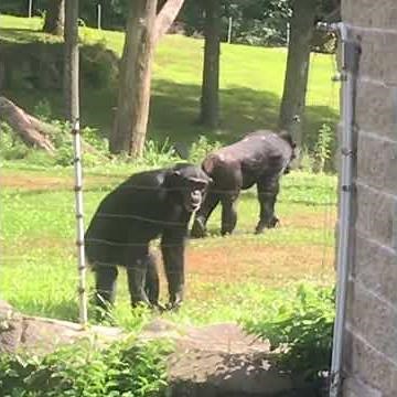 Chimp throws poop on daughter and myself part 2 of shit in next video