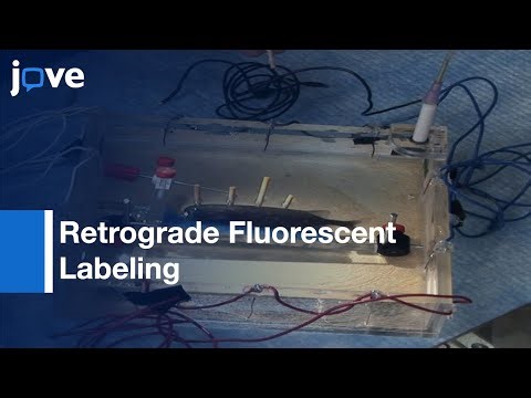 Targeted Extracellular Single-Unit Recording From Identified Neurons l Protocol Preview