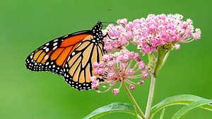 Why is the eastern monarch butterfly disappearing?