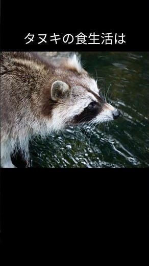 タヌキの食生活