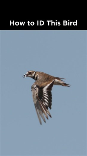 Can you identify this bird in flight?