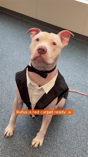 Rufus is SO ready for the PAW-scers! 🏆 Inspired by @colewalliser's DIY #Glambot, NYC adoptable Rufus is hoping to win THE most prestigious academy award, your heart. Dressed to the nines from nose to tail, you wouldn't be able to guess that this 1-year-old pup is actually... kind of... nakey 🫣 Rufus doesn't have much fur from his neck down, and we think it makes him all the more uniquely adorable. Sporting a wide wardrobe of outfits to help protect his pink skin, this guy loves soaking up any 