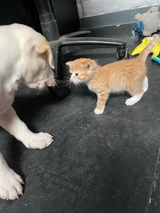 31K views · 1.8K reactions | Baby play time at the shelter!! These two little ones both came in today and they’re best friends already! | Pinal County Animal Care and Control | Facebook