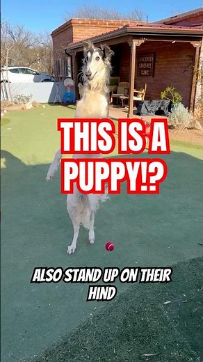 BORZOI PUPPIES - milestones and behavior