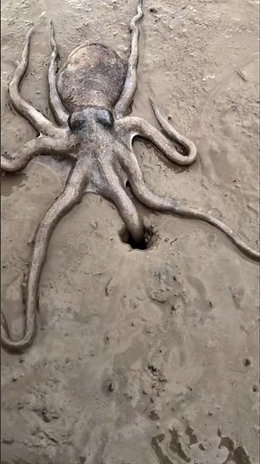 The Mysterious World of the Octopus | Smartest Creature of the Ocean 🐙