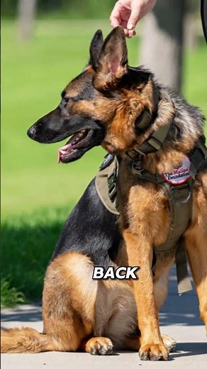 About German Shepherds Personalities DogsReader: Ultimate Dog Guide