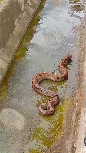 Detik Detik Tergigit Ular Piton Liar" Ular Paling Berbisa