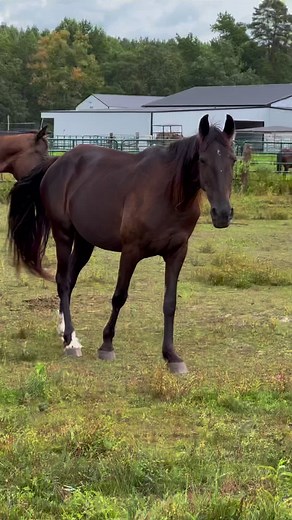 173K views · 6.7K reactions | ‼️NEEDS A FOREVER HOME‼️ This is...