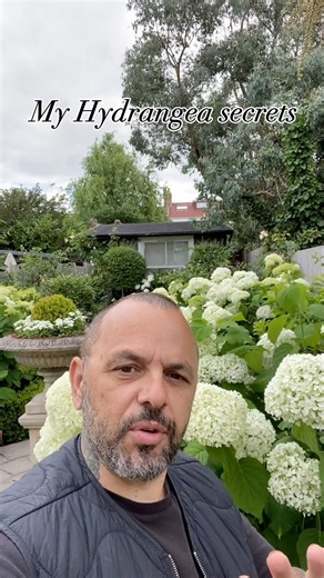 Here are some of my top secrets how o keep my Hydrangea Annabelle’s safe from flopping to the ground especially when it rains hard . Soon you will have to start staking your Annabelle’s because it’s growing season now . Feeding is important I feed mine every two weeks with @westland.horticulture Hydrangea liquid feed . #gardens #garden #gardening #flowers #nature #plants #gardenlife #gardendesign #gardensofinstagram #gardeninspiration #gardener #gardenlove #flower #photography #naturephotography
