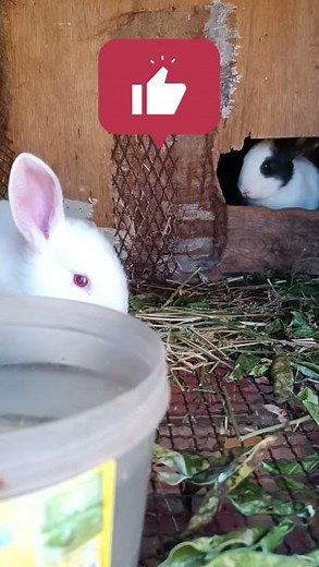 Black & White Baby Bunnies 🐰⚫⚪ Perfectly Cute Together!
