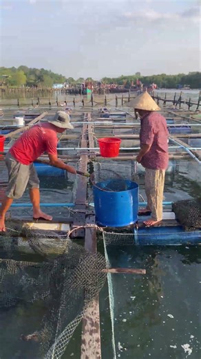 Fish Farm Life: Fast Feeding Time! #shorts
