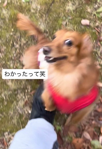 #犬 #散歩