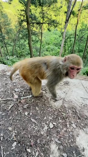 Little Monkey Masters Cooperation Skills