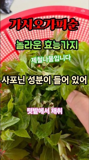 5 Benefits of Eleutherococcus senticosus Shoots #Recipe #HealthInfo #Food