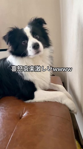 #犬のいる生活 #pet