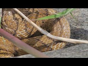 황구렁이 얼마나큰지 4월에 만나서ㅈ촬영 했습니다 수석 탐석갔다가 매월당이 발견한 구렁이