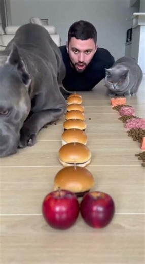 I Challenged My Dog to a Food Race… BIG Mistake! 🤣 #shorts #dogs #food #challenge #funny