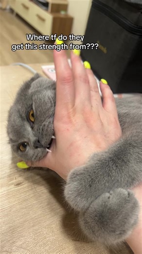 Understanding Piranha Cats and Their Biting Habits