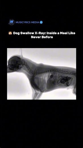 🐶🩻 Dog Swallow X-Ray: Inside a Meal Like Never Before