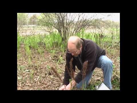 How to Identify Fiddleheads