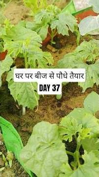 Day 37/365 🌱 Seed to Plant + Kids Fun + Pooja Vlog #minivlog #dailyvlog #cutebaby #day37