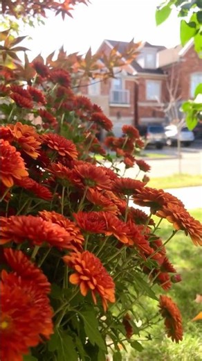 Colourful Chrysanthemum Flowers in my Garden