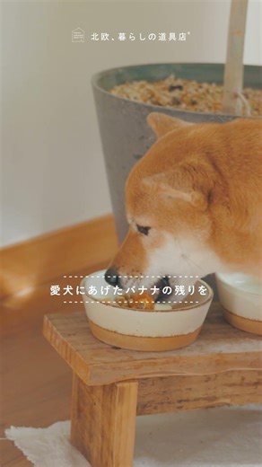 【わたしの朝習慣】愛犬といっしょに、冬の空気を味わう朝