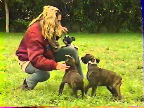 Le Boxer - Documentaire Fr