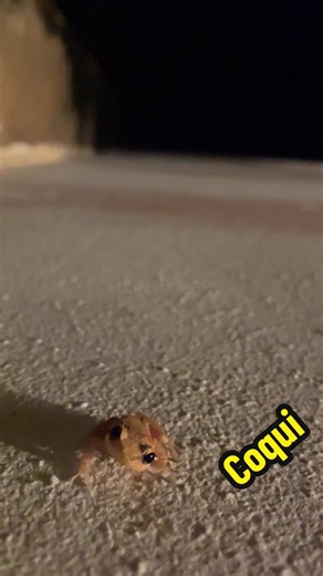 Listen to the magical sound of the coquí in Puerto Rico 🇵🇷✨ The tiny tree frog that sings “co-quí” every night across Borinquen’s rainforest. This is the true sound of the island 🌙 #tiktokpuertorico #borinquen #puertorico #coqui #islandvibes