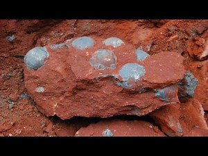 43 fossilized dinosaur eggs found in China