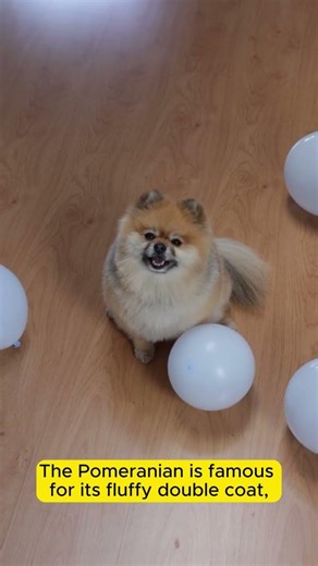 Why do Pomeranians look like tiny animated teddy bears? #shorts #pomeranian #puppies