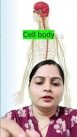 Nuclei vs ganglion | Diffrence between ganglion and nuclei | Nervous system class11 and neet biology