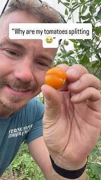 Why are my tomatoes splitting? 😭
