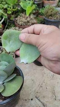 flapjack or paddle plant kalanchoe Luciae thyrsiflora cuttings and leaf propagation #shortsvideo