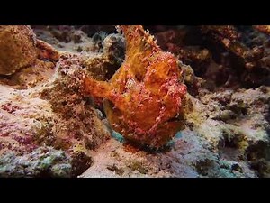 Tarnkünstler Riesen-Anglerfisch