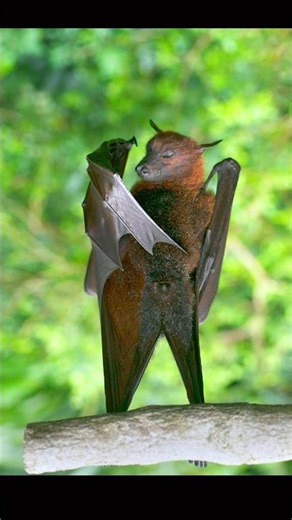 This surprising truth about bats! 🦇 #bats #facts #shorts #viralvideo