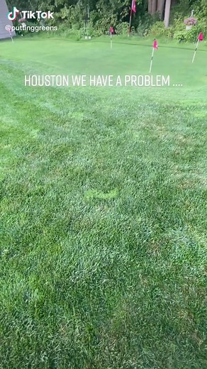 Bentgrass Identification and Solutions for Your Lawn